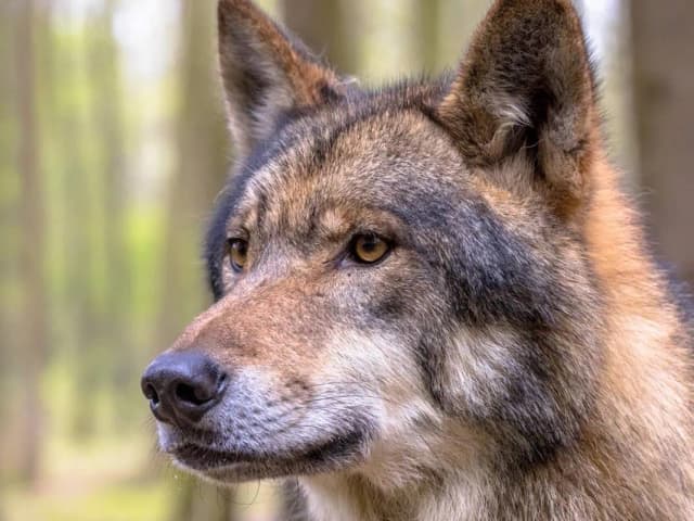 Jak szybko biega wilk? Zaskakujące fakty o jego prędkości Jak szybko biega wilk? Zaskakujące fakty o jego prędkości